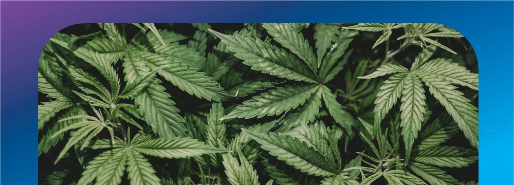 Ohio Hemp Ban Header